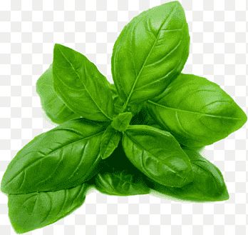 Extra Basil